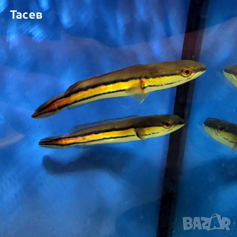 Червен змиеглав 14см