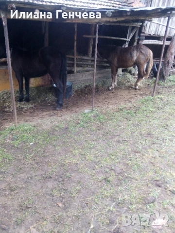 Много са кротки... 