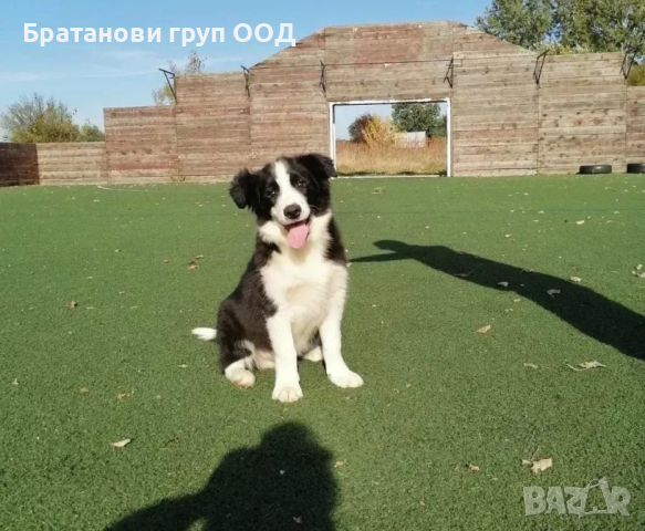 Бордар коли, снимка 2 - Бордър коли - 44630731