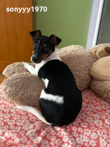 ДЖАК РЪСЕЛ-ЖЕНСКО КУТРЕ 2612250839, снимка 3 - Джак ръсел териер - 52901657