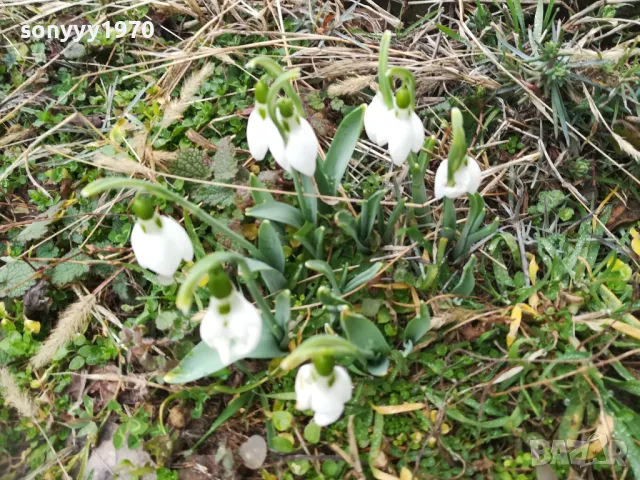 ГРЪМ ОТ КОКИЧЕТА-ЛОТ В САКСИЯ С ЛУКОВИЦИ И ПОЧВА 0402251648, снимка 16 - Градински цветя и растения - 48965524