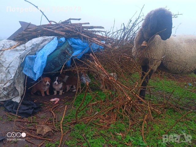 кученца кръстоска между каракачанка и алабай , снимка 2 - Други - 52578998