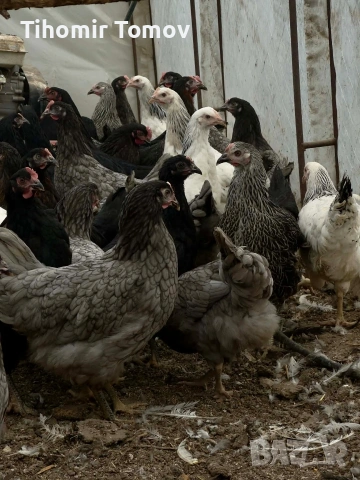 продавам ярки на 5месеца 