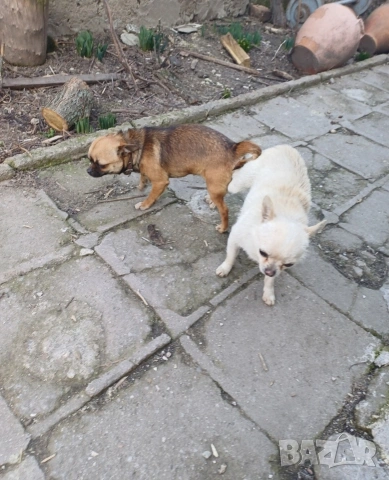 Чистокръвни мини чихуахуа , снимка 16 - Чихуахуа - 53380954