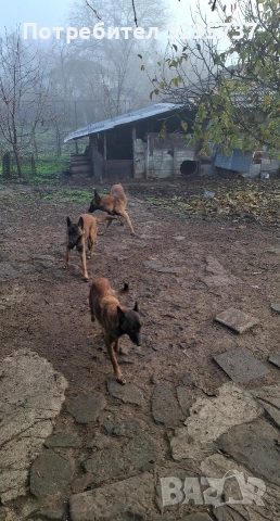 Белгийска овчарка Малиноа, снимка 7 - Белгийска овчарка - 52827626