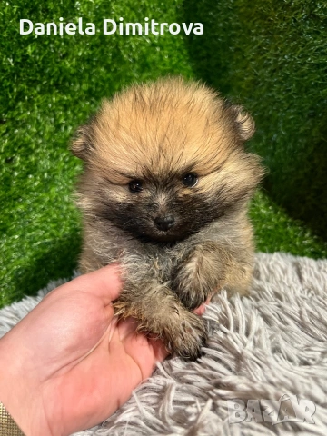 Померан, снимка 4 - Померан - 53167781