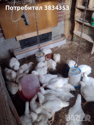 бройлери за клане, снимка 3 - Кокошки и пуйки - 52640124
