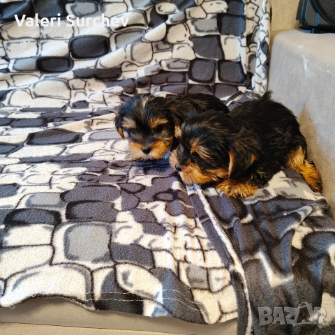 йоркширски териер , снимка 3 - Йоркширски териер - 53162717