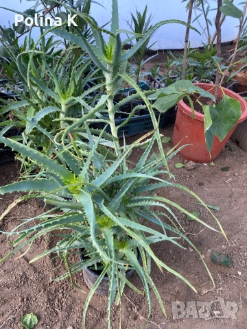 Два броя Алое Вера 