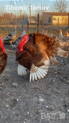 Продавам домашно гледани пуйки пуяци петли кокошки , снимка 8 - Кокошки и пуйки - 52299775