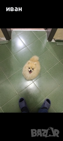 померан момче , снимка 4 - Померан - 53904604