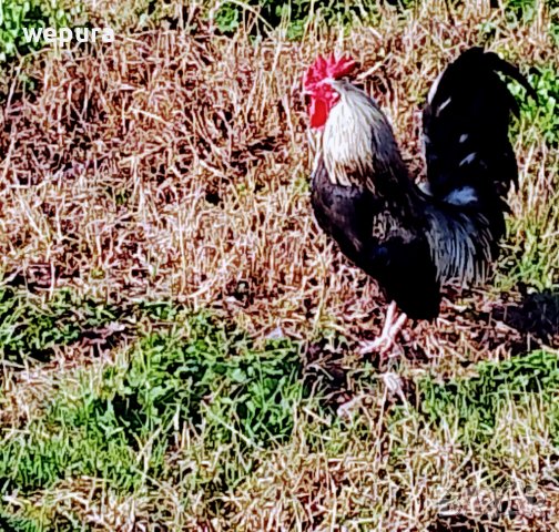 Продавам няколко декоративни петли за разплод или за красота японски кокошки и петли но, снимка 10 - Кокошки и пуйки - 39975503
