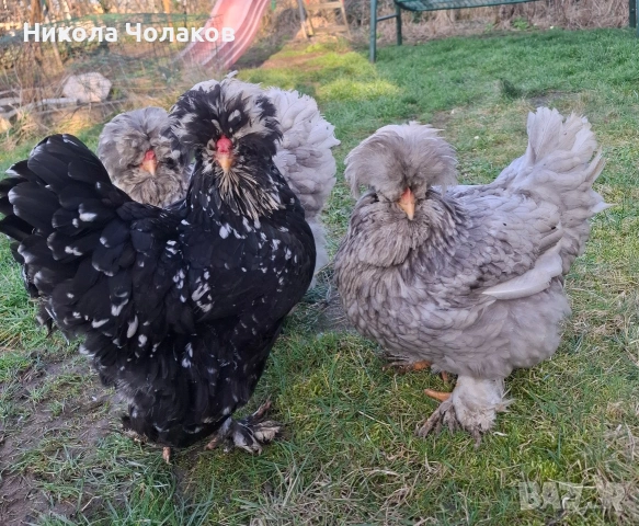 Струмски стандарт яйца , снимка 6 - Кокошки и пуйки - 54215282