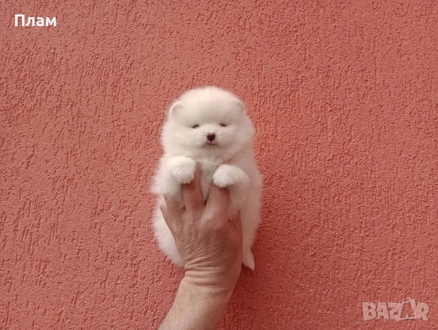 Померани.Реални снимки !, снимка 8 - Померан - 54049700