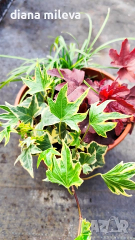 Аранжировка от вечнозелени и студоустойчиви растения за сянка!!!, снимка 8 - Градински цветя и растения - 53304418