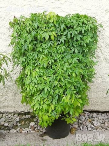  Гиностема петолистна, Джиаогулан,Gynostemma pentaphyllum , снимка 5 - Градински цветя и растения - 39828272