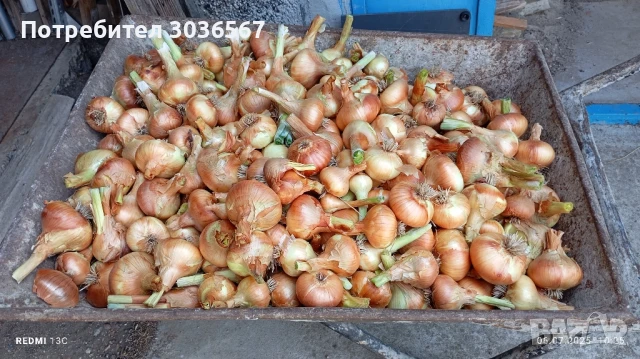Картофи, лук - пресни, джоджен, магданоз., снимка 8 - Домашни продукти - 50466216