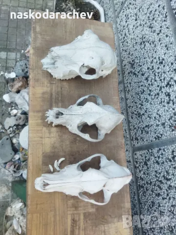Череп, черепи за декорация, снимка 16 - Декорация за дома - 39432640