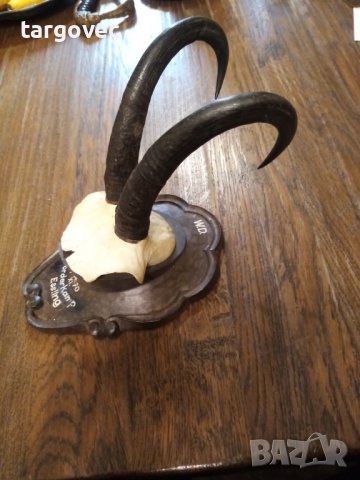 Уникат планинска коза Австрия, снимка 4 - Антикварни и старинни предмети - 36846544