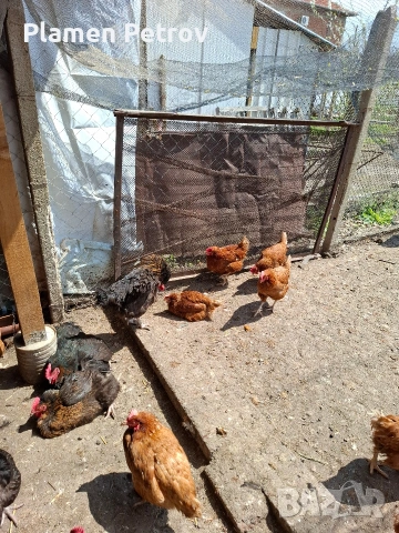 Кокошки носачки Ломан Браун, снимка 4 - За птици - 54236186