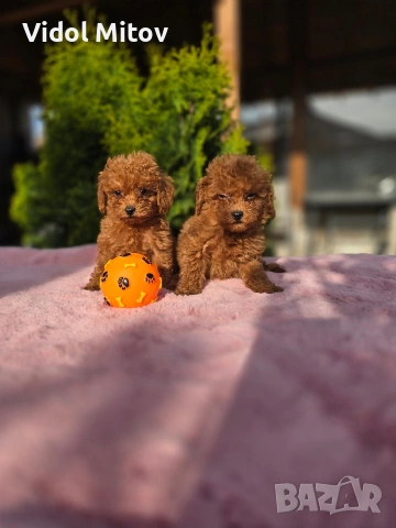 Той Пудел момчета , снимка 2 - Пудели - 54229017