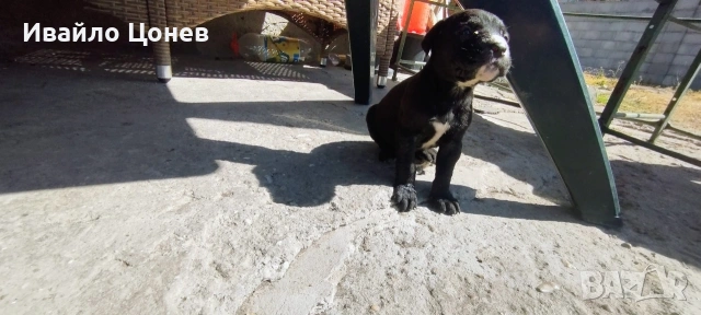 Малки кученца- Лабрадор, снимка 9 - Лабрадор ретривър - 54363432