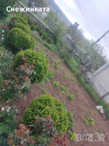 Продавам различни чемшири, снимка 10 - Градински цветя и растения - 36541426