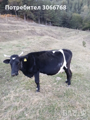 Крави , снимка 5 - Крави - 52078435