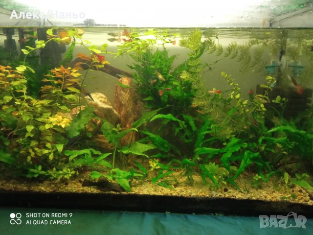 продавам анцуструси  по 2,5  лв и растения по 1-6 лв., снимка 9 - Рибки - 15308633