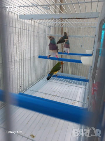 Гулдови амадини, снимка 6 - Амадини - 46601486