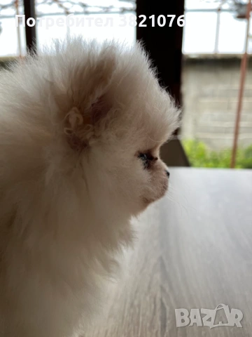 Померан - момиче  и момче, снимка 9 - Померан - 54179122