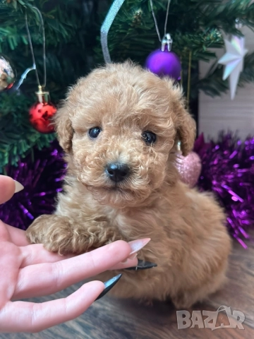 Пудел той , снимка 4 - Пудели - 52500140