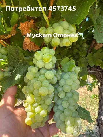 Грозде Мускат и Совиньон от производител