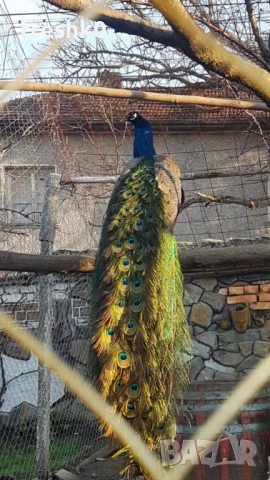 Паун мъжки 4г