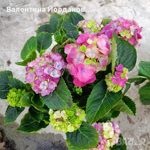 хортензия за сянка 