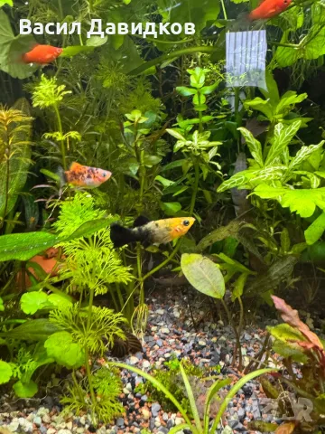 Молинезия, снимка 6 - Рибки - 48361888