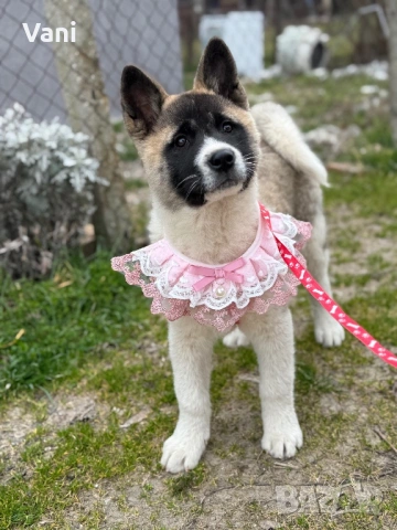 Америкаска акита женски на 3месеца, снимка 6 - Акита - 53165395