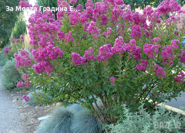 Индийски люляк - Лагерстремия , снимка 4 - Градински цветя и растения - 54032242