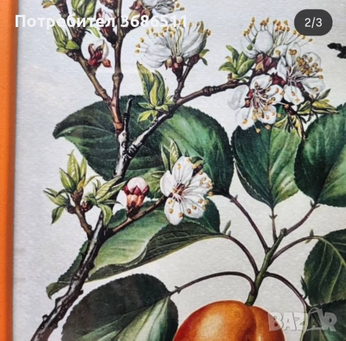 Винтидж принт на праскова в дървена рамка, снимка 3 - Декорация за дома - 51713972