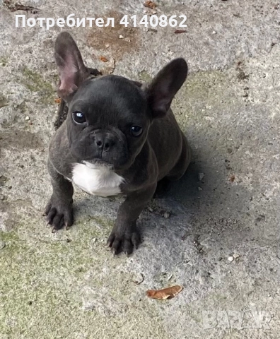 Френски булдог на 6 месеца 