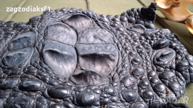 Кожа от гръб на Крокодил 153,5 см., снимка 8 - Колекции - 52801971