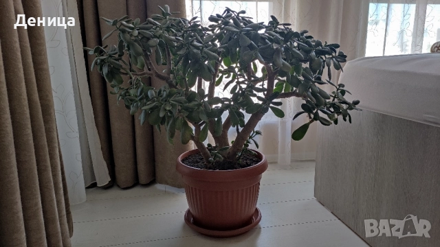 Дърво на живота, 75 см, снимка 2 - Стайни растения - 51717939