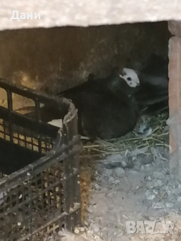 архангел женски , снимка 2 - Гълъби - 54273955