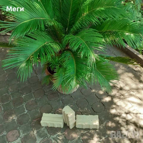 Палма цика, снимка 3 - Градински цветя и растения - 51457026