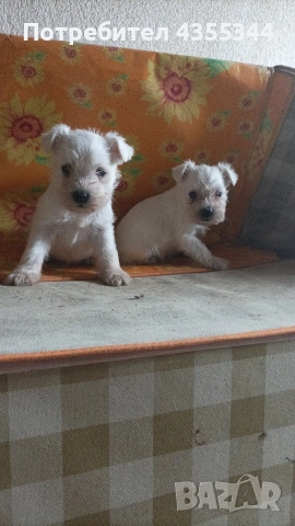 Цвергшнауцер 