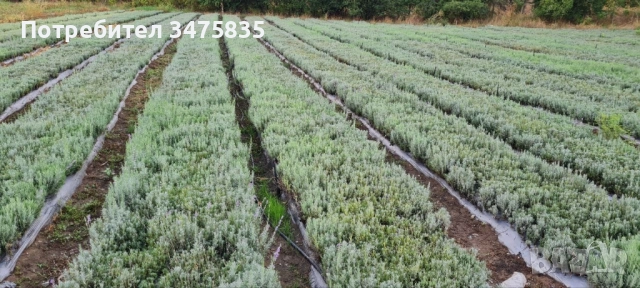 Расад маслодайна роза(Дамасцена,Сентифолиа,Алба), снимка 4 - Сортови семена и луковици - 52329100