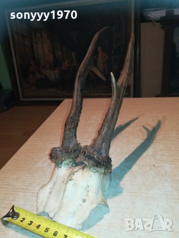 рога-за колекция-внос швеция 1910202200, снимка 18 - Колекции - 30482225
