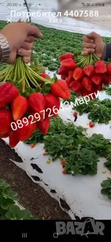 Разсад ягоди и малини , снимка 4 - Разсади - 49726783