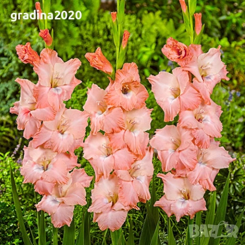 🌸 Луковици Гладиоли (Gladiolus), снимка 2 - Разсади - 53145180
