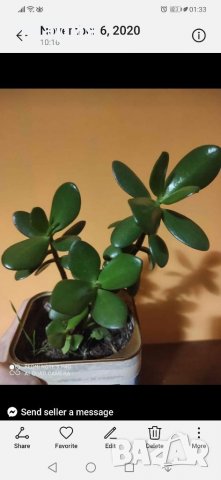 Дървото на живота в Градинска почва , снимка 1